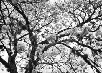 arboles